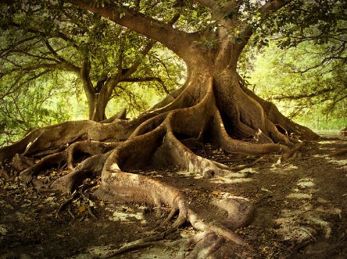 “Después de mucho sufrir tan peligrosa inquietú, alcanzamos con salú a divisar una sierra, y al fin pisamos la tierra en donde crece el Ombú.”