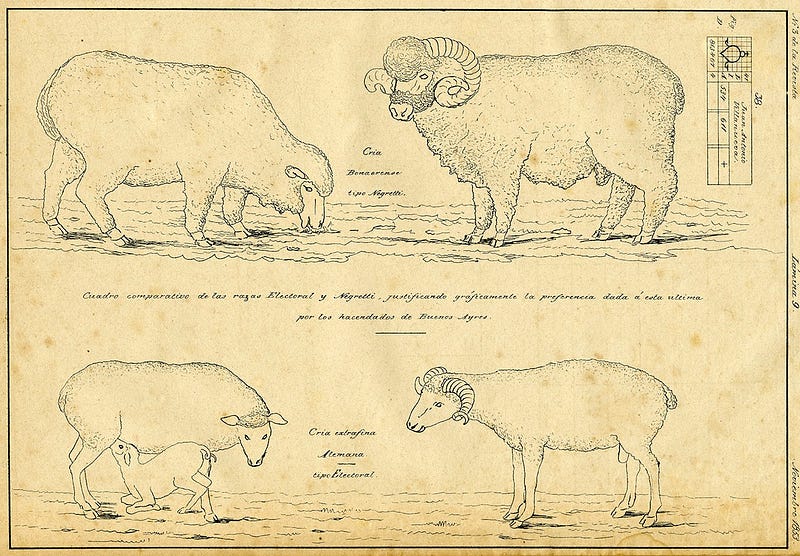 El ciclo lanar. ‘Tipos de ovejas de la campaña bonaerense’. Revista del Plata, noviembre de 1853.