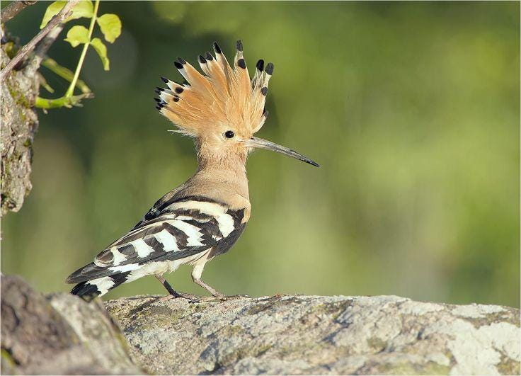 Dichos populares: “Sudar el hopo”, sudar hasta los pelos, ya que hopo significa copete. Quiere decir: pasar grandes apuros o tribulaciones. Lo gracioso es que la «h» de «hopo» viene del francés «huppe», nombre de las aves de la especie *Upupa epops* (sic), que en inglés se llama «hoopoe» y en castellano «abubilla». Y lo del hopo o jopo es, digamos, obvio cuando uno las ve.